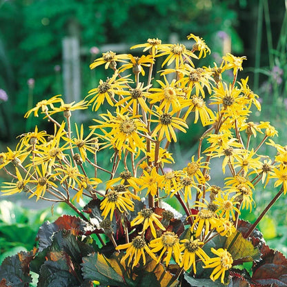 Ligularia Dentata Flower seeds for Planting - Garden Favorite, Heirloom & GMO Free Seeds for Home Garden