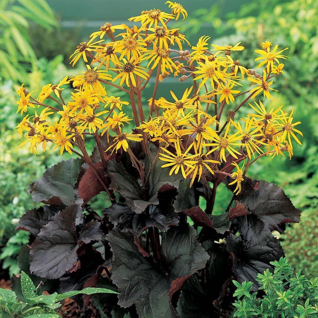 Ligularia Dentata Flower seeds for Planting Shade Tolerant Heirloom & GMO Free Seeds for Home Garden