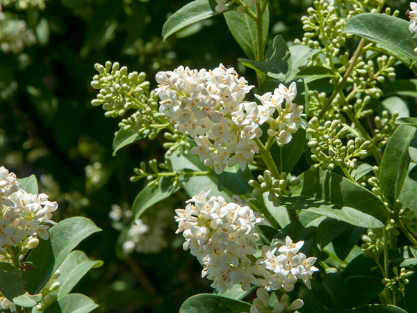 Pink Crape Myrtle Flower seeds for Planting Colorful Display, Heirloom & GMO Free Seeds for Home Garden vegetable and garden seeds