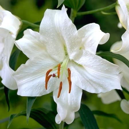 High quality Casa Blanca Flower seeds for Planting Perfect for Borders, Heirloom & GMO Free Seeds for Home Garden seeds pack
