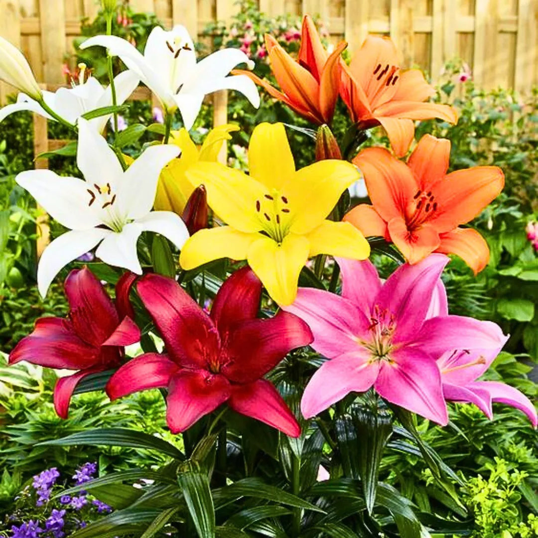 Premium Mixed Flower seeds for Planting Garden Favorite, Heirloom & GMO Free Seeds for Home Garden seeds