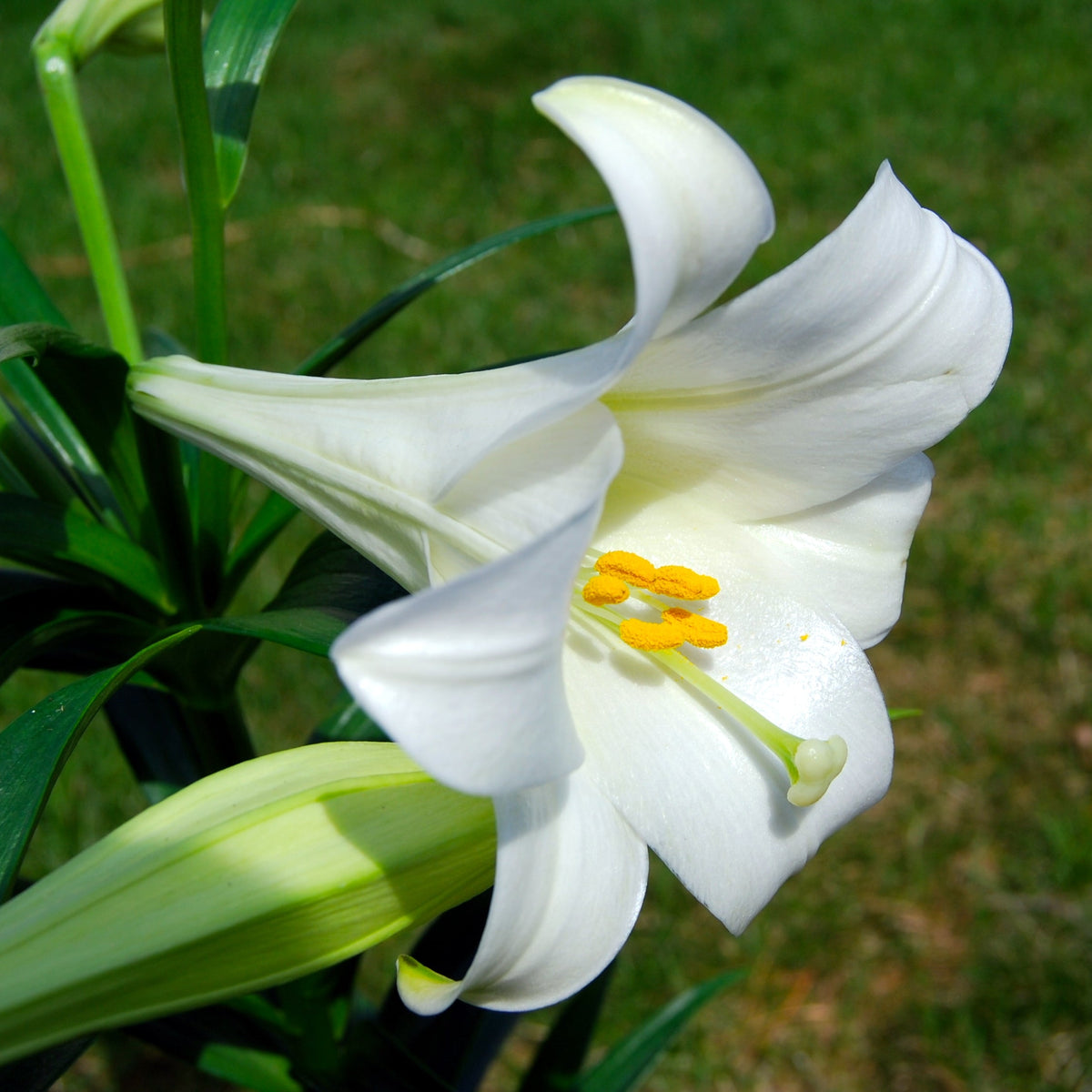 Lilium Longiflorum Flower seeds for Planting Premium Quality Heirloom & GMO Free Seeds for Home Garden