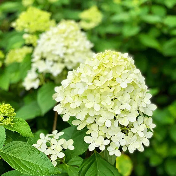 High quality White Vanilla Fraise Flower seeds for Planting Cottage Garden Essential, Heirloom & GMO Free Seeds for Home Garden seeds pack