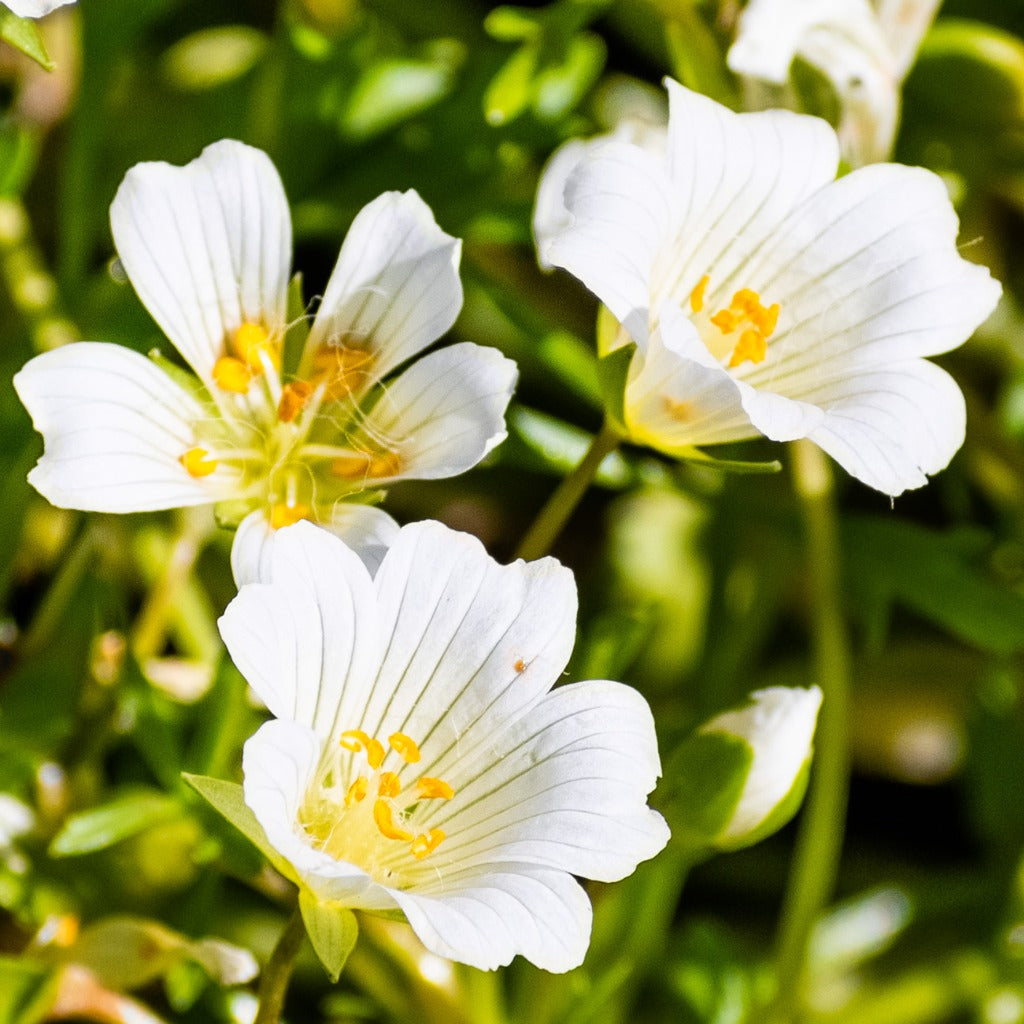 Limnanthes Flower seeds for Planting Long Bloom Season Heirloom & GMO Free Seeds for Home Garden