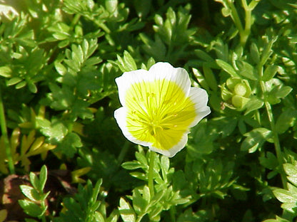 Limnanthes Flower seeds for Planting Long Bloom Season Heirloom & GMO Free Seeds for Home Garden