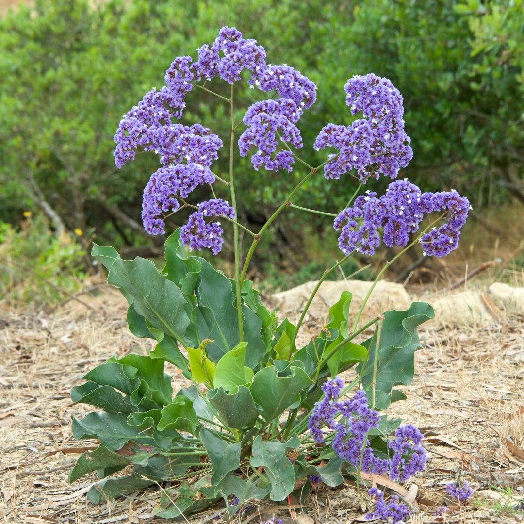 Statice Planting Flower Seeds for Dried Arrangements