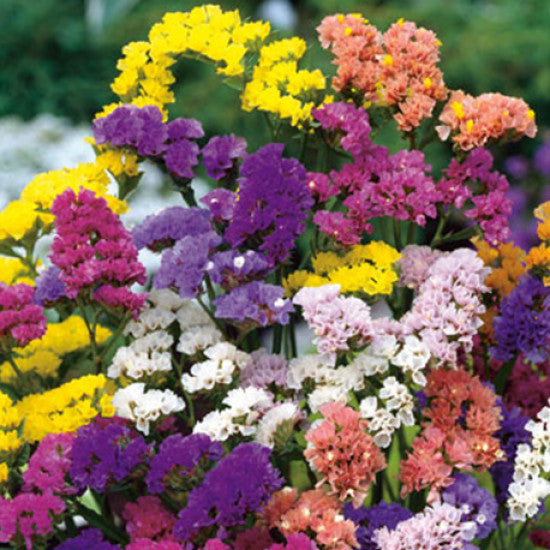 Premium Herencia Flower seeds for Planting Easy to Grow, Heirloom & GMO Free Seeds for Home Garden seeds