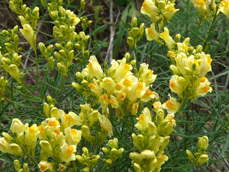 Premium Oldfield Toadflax Flower seeds for Planting Garden Favorite, Heirloom & GMO Free Seeds for Home Garden seeds