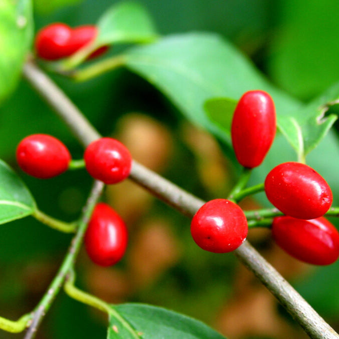 Spicebush (Lindera benzoin) Wild Allspice Northern Spice Bush Red Berry Yellow Flower Seeds