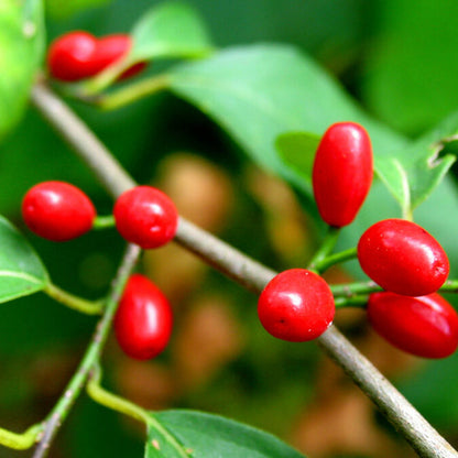 Spicebush (Lindera benzoin) Wild Allspice Northern Spice Bush Red Berry Yellow Flower Seeds