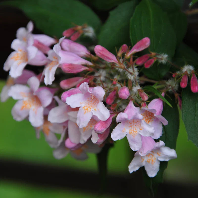 High quality Pink Linnaea Amabilis Flower seeds for Planting Compact Growth, Heirloom & GMO Free Seeds for Home Garden seeds pack