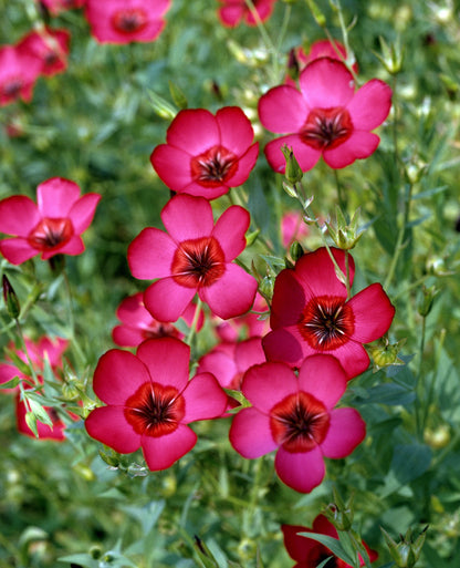 Scarlet Flax Flower seeds for Planting Long Bloom Season Heirloom & GMO Free Seeds for Home Garden