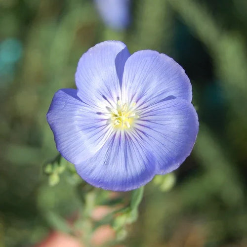 Blue Linum Flower seeds for Planting Cut Flower Favorite, Heirloom & GMO Free Seeds for Home Garden seeds for planting