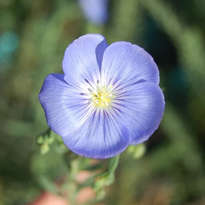 Blue Flax Flower seeds for Planting Sun Loving, Heirloom & GMO Free Seeds for Home Garden seeds for planting