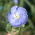 Blue Flax Flower seeds for Planting Sun Loving, Heirloom & GMO Free Seeds for Home Garden seeds for planting