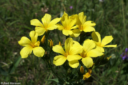 Heirloom Linum Flavum Flower seeds for Planting Wildflower Mix Heirloom & GMO Free Seeds for Home Garden