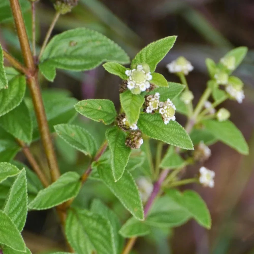 Green Lippia Javanica Flower seeds for Planting Bright Blooms, Heirloom & GMO Free Seeds for Home Garden seeds for planting