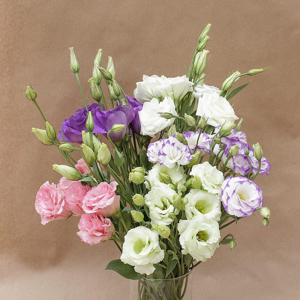 Mixed Lisianthus Sapphire Flower seeds for Planting Seasonal Bloomer, Heirloom & GMO Free Seeds for Home Garden vegetable and garden seeds