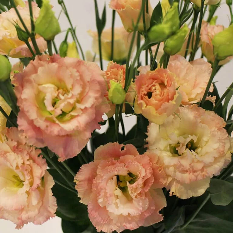 Orange Eustoma Lisianthus Flower Seeds for Planting, Heirloom Non-GMO Organic Garden Seeds