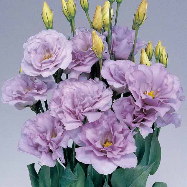 Lavender Eustoma (Lisianthus) Flower seeds for Planting Compact Growth, Heirloom & GMO Free Seeds for Home Garden vegetable and garden seeds