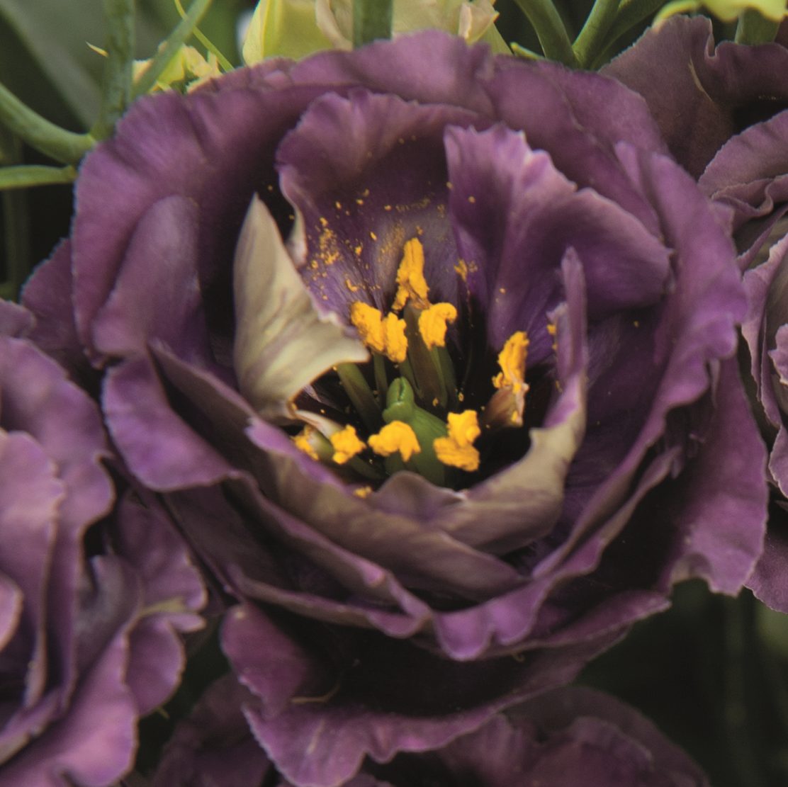 Lisianthus Roseanne Black Pearl Flower seeds for Planting Sun Loving Heirloom & GMO Free Seeds for Home GardeN