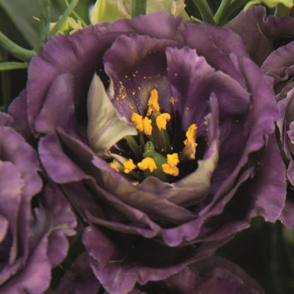 Lisianthus Roseanne Black Pearl Flower seeds for Planting Sun Loving Heirloom & GMO Free Seeds for Home GardeN