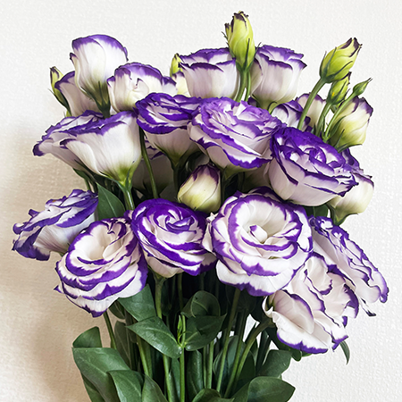 Premium Mixed Lisianthus Echo Flower seeds for Planting Compact Growth, Heirloom & GMO Free Seeds for Home Garden seeds