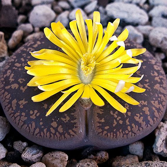 Premium Living Stone Succulent Flower seeds for Planting Vibrant Colors, Heirloom & GMO Free Seeds for Home Garden seeds