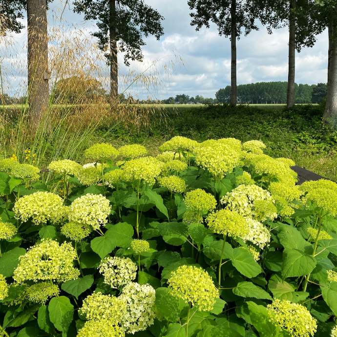 Premium Little Lime Hydrangea Flower seeds for Planting Shade Tolerant, Heirloom & GMO Free Seeds for Home Garden seeds