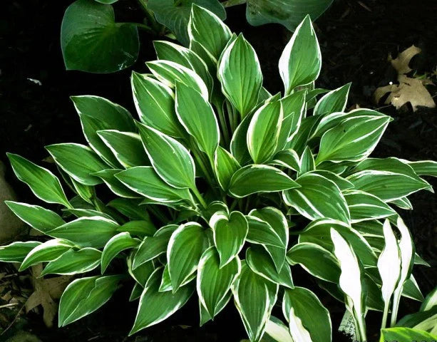 Green Blue Hosta Flower seeds for Planting Long Bloom Season, Heirloom & GMO Free Seeds for Home Garden vegetable and garden seeds