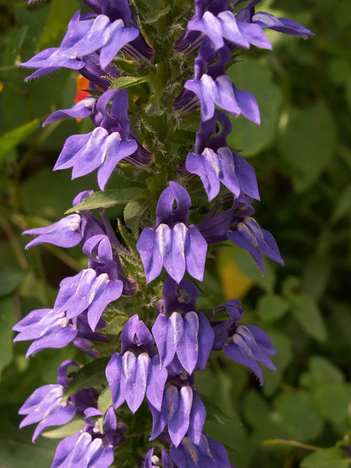 Premium Blue Cardinal Flower seeds for Planting Fragrant Blossoms, Heirloom & GMO Free Seeds for Home Garden seeds