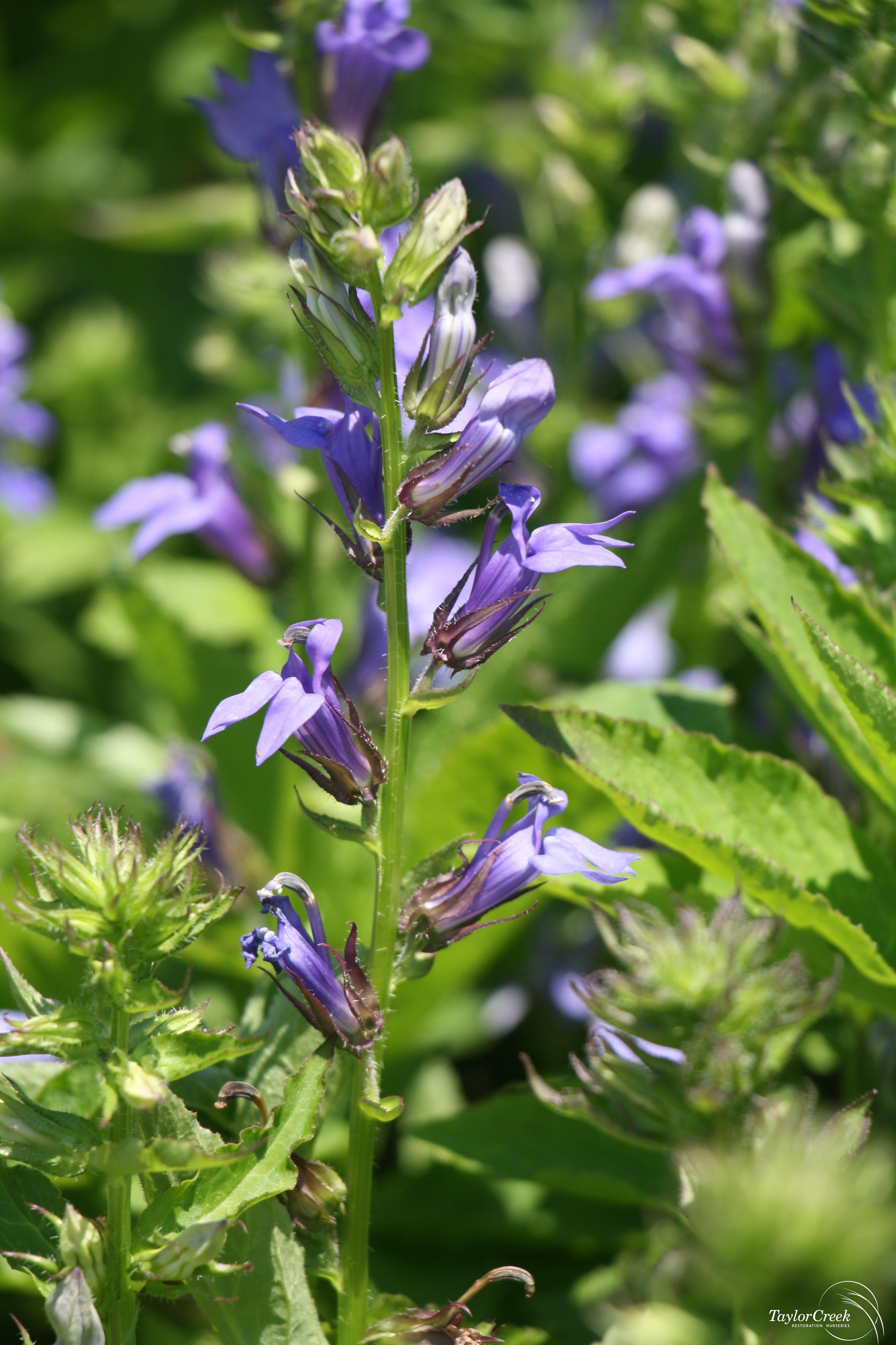 Blue Cardinal Flower seeds for Planting Fragrant Blossoms, Heirloom & GMO Free Seeds for Home Garden vegetable and garden seeds