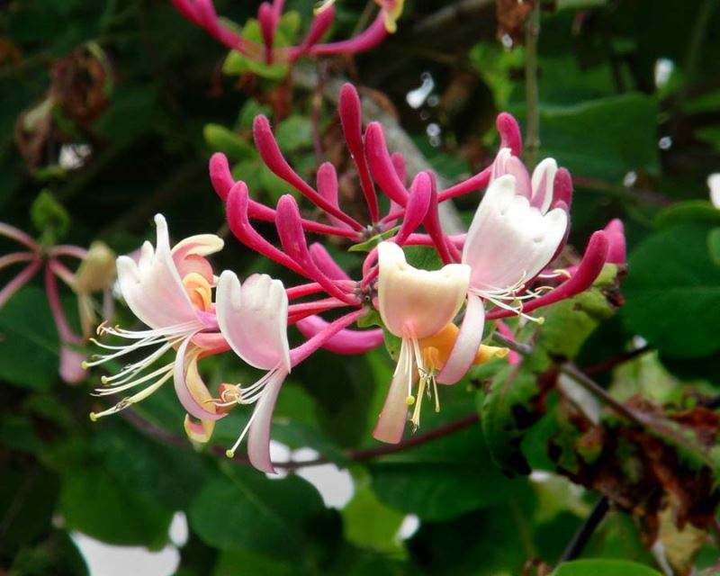 Pink White Cape Honeysuckle Flower seeds for Planting Fragrant Blossoms, Heirloom & GMO Free Seeds for Home Garden vegetable and garden seeds