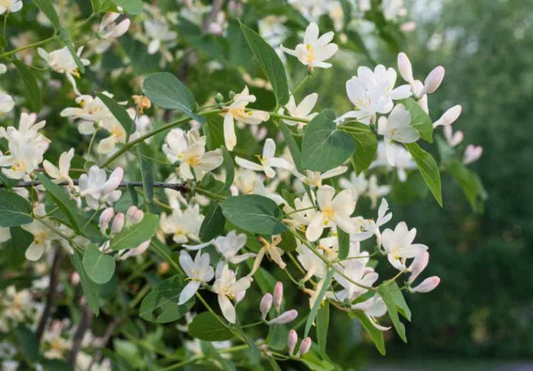 Lonicera Fragrantissima Flower seeds for Planting Wildflower Mix Heirloom & GMO Free Seeds for Home Garden