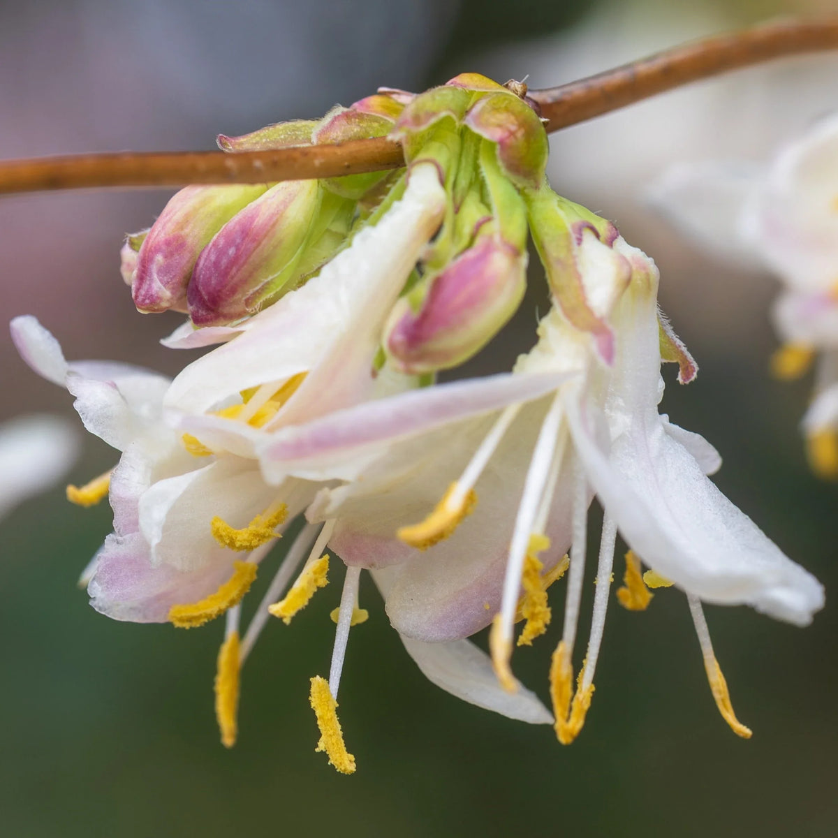 Lonicera Fragrantissima Flower seeds for Planting Wildflower Mix Heirloom & GMO Free Seeds for Home Garden