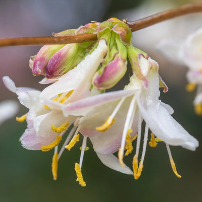 Lonicera Fragrantissima Flower seeds for Planting Wildflower Mix Heirloom & GMO Free Seeds for Home Garden