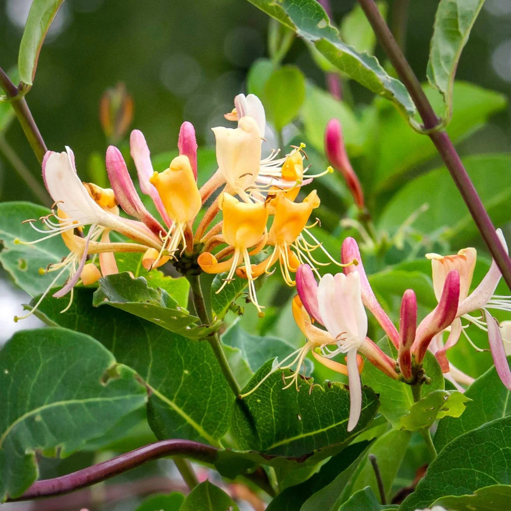 High quality Pink White Cape Honeysuckle Flower seeds for Planting Fragrant Blossoms, Heirloom & GMO Free Seeds for Home Garden seeds pack
