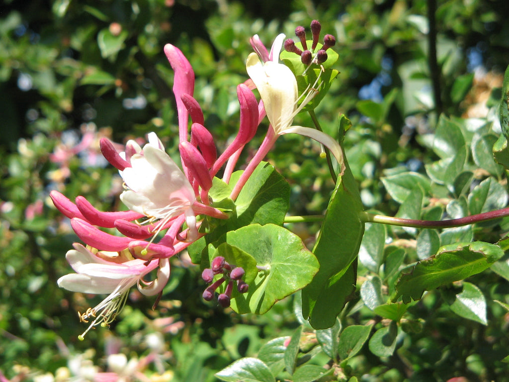 Premium Pink White Cape Honeysuckle Flower seeds for Planting Fragrant Blossoms, Heirloom & GMO Free Seeds for Home Garden seeds