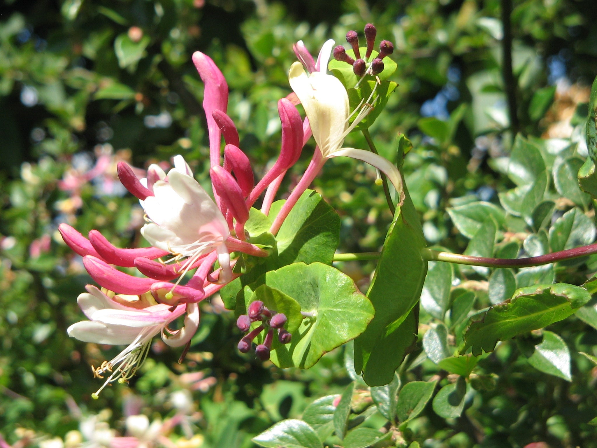 Premium Pink White Cape Honeysuckle Flower seeds for Planting Fragrant Blossoms, Heirloom & GMO Free Seeds for Home Garden seeds