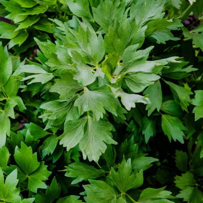 Lovage (Levistucum officinale) Herb Flower Seeds – Flavor Like Celery & Anise