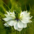 White Autumn Flower seeds for Planting Premium Quality, Heirloom & GMO Free Seeds for Home Garden seeds for planting