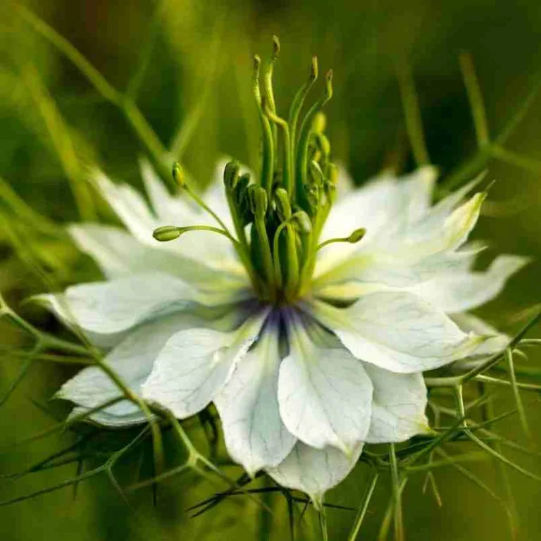 White Autumn Flower seeds for Planting Premium Quality, Heirloom & GMO Free Seeds for Home Garden seeds for planting