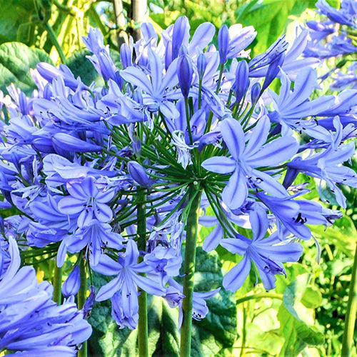 High quality Blue Agapanthus Flower seeds for Planting Easy to Grow, Heirloom & GMO Free Seeds for Home Garden seeds pack