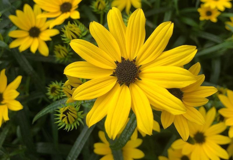 Yellow Rudbeckia Flower seeds for Planting Cottage Garden Essential, Heirloom & GMO Free Seeds for Home Garden vegetable and garden seeds