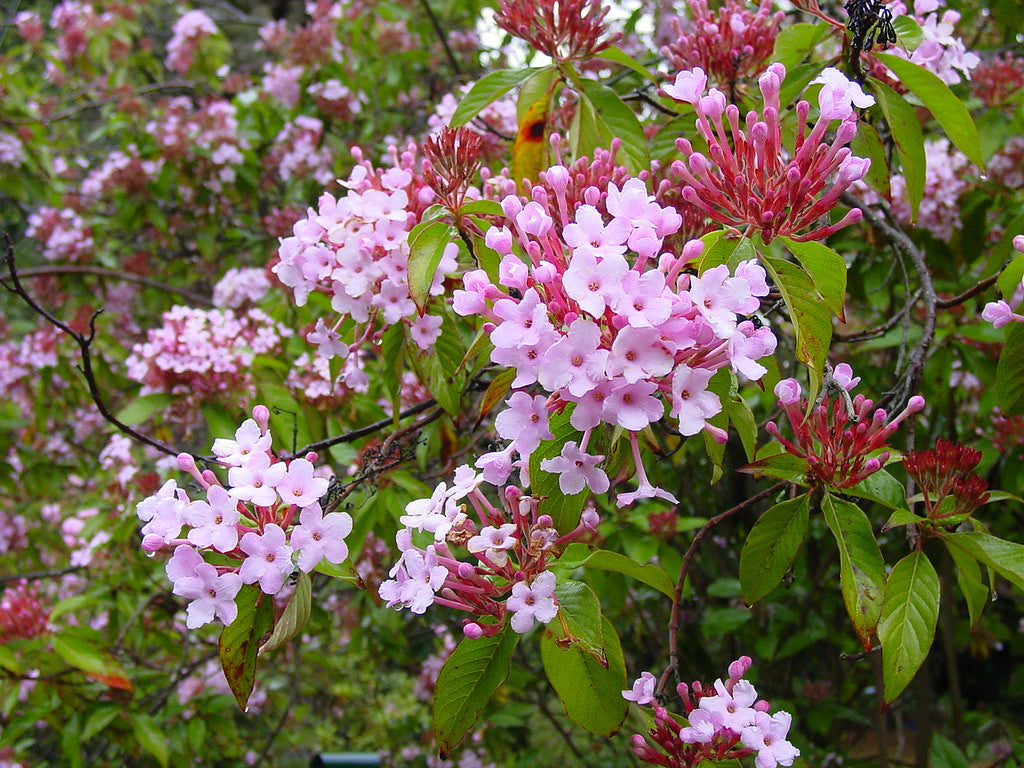 Luculia Gratissima Flower seeds for Planting Drought Tolerant Heirloom & GMO Free Seeds for Home Garden