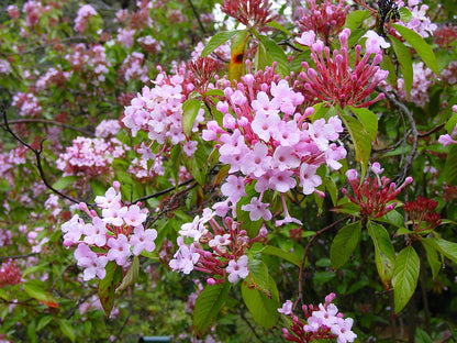 Luculia Gratissima Flower seeds for Planting Drought Tolerant Heirloom & GMO Free Seeds for Home Garden