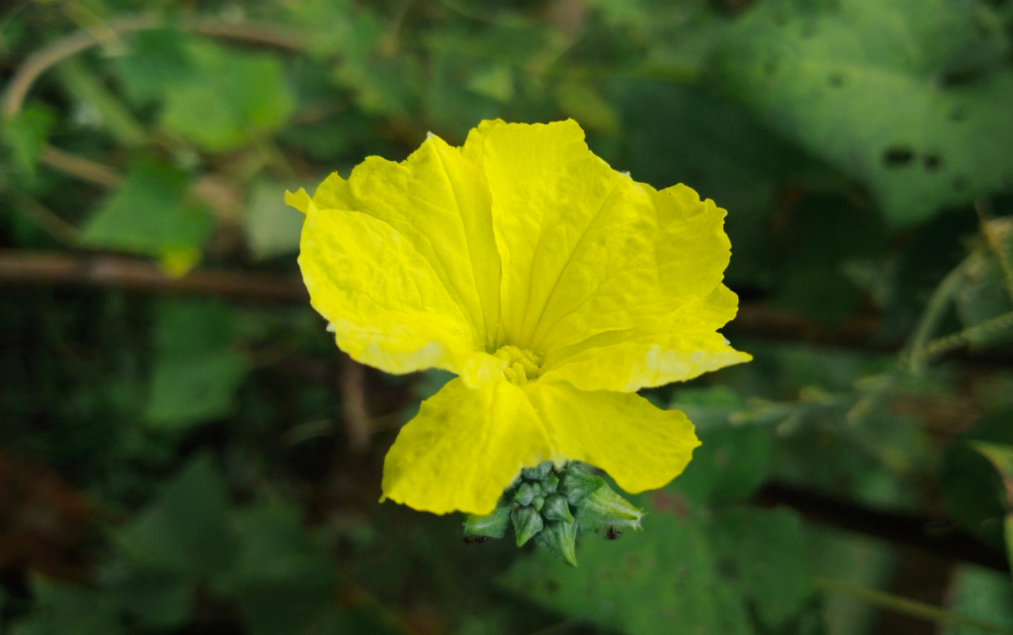 Luffa Flower seeds for Planting Seasonal Bloomer Heirloom & GMO Free Seeds for Home Garden