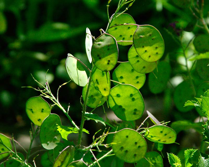 Green Lunaria Flower seeds for Planting Premium Quality, Heirloom & GMO Free Seeds for Home Garden seeds for planting