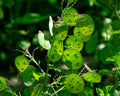 Green Lunaria Flower seeds for Planting Premium Quality, Heirloom & GMO Free Seeds for Home Garden seeds for planting