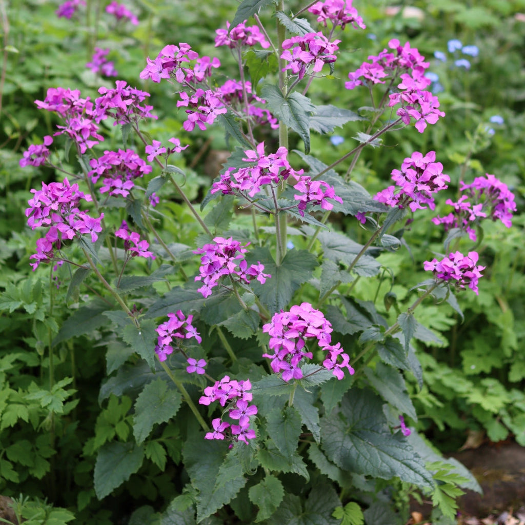 Premium Lunaria Annua Variegata Money Flower seeds for Planting Premium Quality, Heirloom & GMO Free Seeds for Home Garden seeds